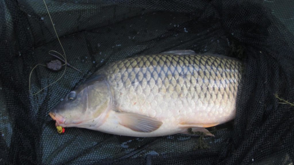 Fish after fish were nailed on the Hi Viz Tigers