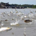 Carp fishing championships and competitions