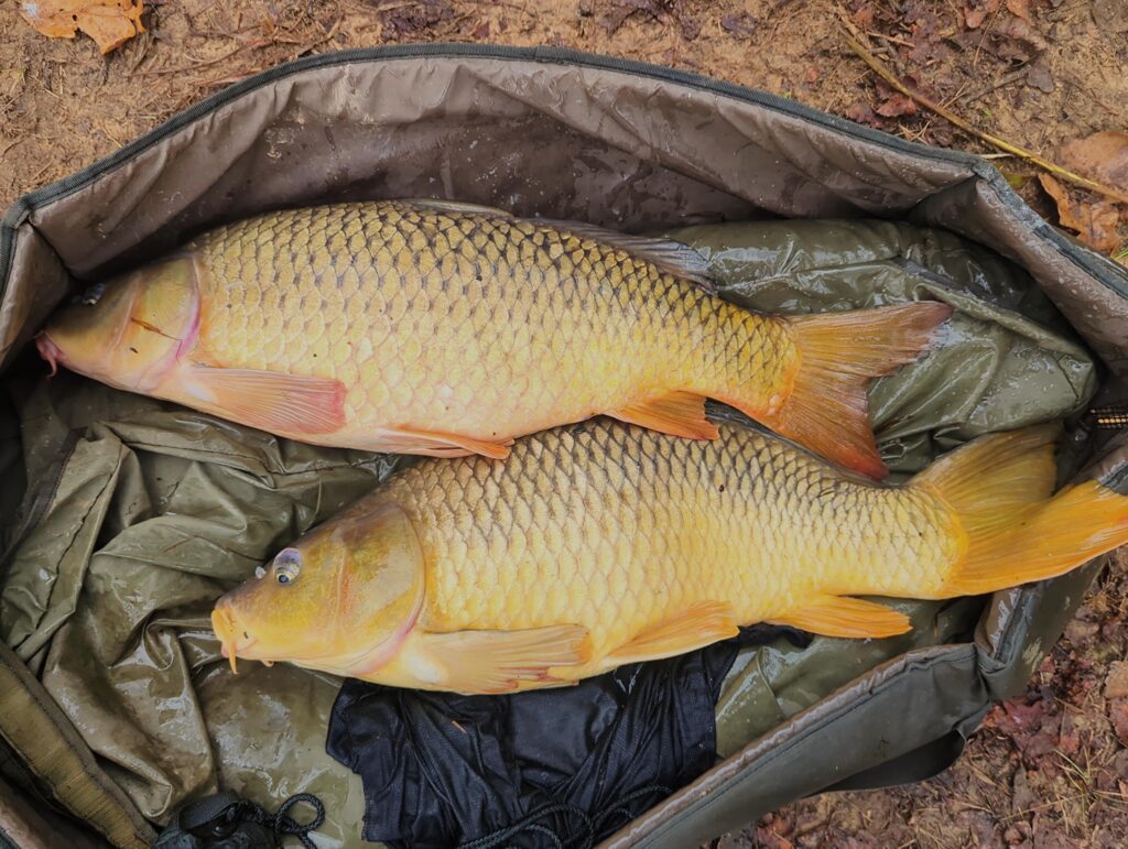 Brace of carp that fell for the method rig during the MCC. Method Feeder Rig